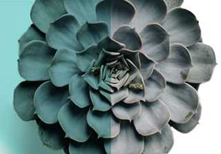 The Airdrie Angel Program - Grow with us.