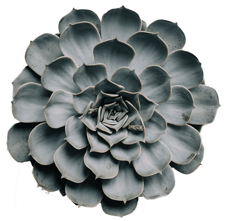 The Airdrie Angel Program - Succulent Plant